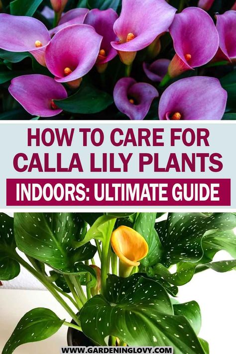 Calla lilies (also known as arum lily, aethiopica, and calla) are beautifully formed flowers that are common in gift baskets for special occasions as well as in nice house gardens. Check here to know how to care for calla lily plant indoors. Piece Lily Plant Care, Different Lily Flowers, Calla Lily Plant, Cana Lily, Cala Lillies, Lily Plant Care, Lily Care, Perennial Gardens, Lily Plant