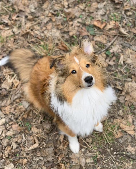 Miniature Shetland Sheepdog, Shetland Sheepdog Puppy, Dog Types, Mini Collie, Sheltie Puppy, Shetland Sheepdog Puppies, Sheltie Dogs, Puppy Wallpaper, Dog Things