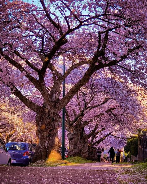 Vancouver BC Canada 🇨🇦’s Instagram photo: “One more bouquet of Vancouver spring flowers 🌸 Photos by @vic_pixels #VancouverCanada _________________________ Other pages: •…” Vancouver Spring, Canada Vancouver, Vancouver Bc Canada, Stone Pathway, Photo Of The Day, Bc Canada, Spring Blossom, Vancouver Canada, Vancouver Bc