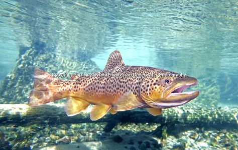 Water Creatures, Brown Trout, Freshwater Fish, Glass Ideas, Underwater Photography, Image Photography, Fused Glass, Fresh Water, Fish Pet