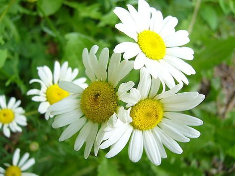 Daisies Daisy Recipes, Boys Blankets, Herb Tinctures, Medicine Garden, Tinctures Recipes, Backyard Food, Wild Daisy, Magical Nature, Herbal Plants