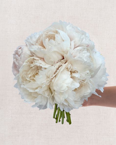 Capture timeless elegance and ethereal beauty with our White Peony Bridal Bouquet. This stunning arrangement is the epitome of classic romance, perfect for the discerning bride seeking a touch of sophistication and grace on her special day 🤍  Shop here: https://www.appleyardflowers.com/weddings/bridal-bouquets/white-peony-bridal-bouquet  #appleyardlondon #appleyardweddings #englishweddings #londonflorist #weddingflorist #bridetobe #weddingflowers #weddinginspiration #peonies #weddingpeonies White Peony Bridal Bouquet, Wedding Bouquet Summer, Wedding Peonies, Peony Wedding Bouquet, Peony Bridal Bouquet, Bridal Bouquet Peonies, Peonies Season, Peony Bouquet Wedding, Classic Romance