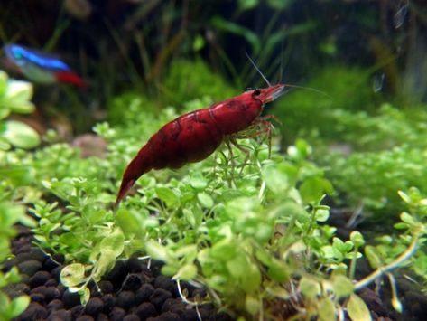 Tropical Shrimp, Betta Tank Mates, Freshwater Shrimp, Ghost Shrimp, Amano Shrimp, Red Cherry Shrimp, Aquarium Shrimp, Cherry Shrimp, Shrimp Tank