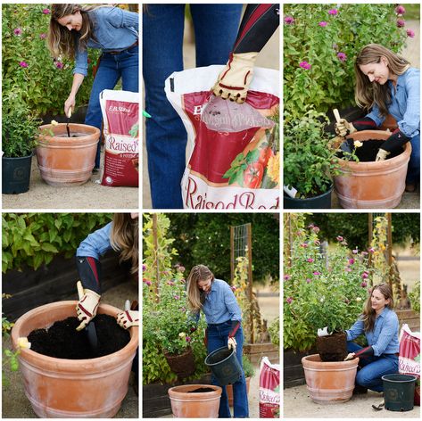 How to Plant Roses in Pots & Containers - Menagerie Farm & Flower Rose Container Garden, How To Plant Roses, Mr Lincoln Rose, Roses In Containers, Roses In Pots, Teracotta Pots, Cute Garden Ideas, Rock Yard, Container Roses