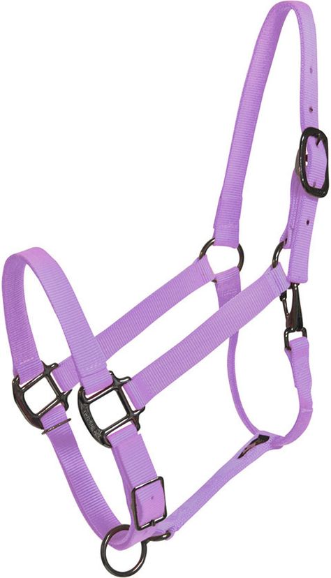 Halter For Horses, Horse Tack English, Western Items, Purple Horse, Buckskin Horse, Horse Halters, Horse Halter, Horse Brand, Horse Fashion