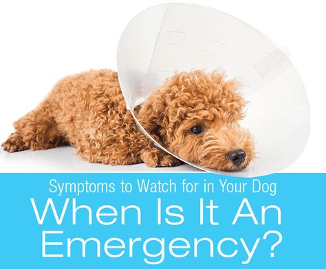 Dog Symptoms: When Is It an Emergency? : My Dog's Symptoms Birth Animal, Car Sick, Dog Died, Dog Clipart, Veterinary Clinic, Medical Records, Dog Car, Dog Health, How Can