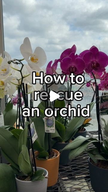 Krystal Duran on Instagram: "Just because it has no blooms, doesn’t mean it’s trash! 🥲  You’ll find many phalaenopsis orchids discounted once the blooms fall. It’s a perfect opportunity to give them a refresh and get them back to their full potential. When the blooms have died off, you can incorporate orchid fertilizer into the watering. These lived in front of a north facing window and I watered when roots were silvery instead of green.   If you found this helpful, consider following along for more plant care and plant projects. Leave any questions down below!   #orchidcare #plantrescue #orchidflower" Repotting Orchids In Glass Vase, How To Take Care Of Orchids Plants, Growing Orchids In Water, How To Care For Orchids, How To Replant Orchids, Orchid In Water, Water Culture Orchids, North Facing Window, Orchid Growing