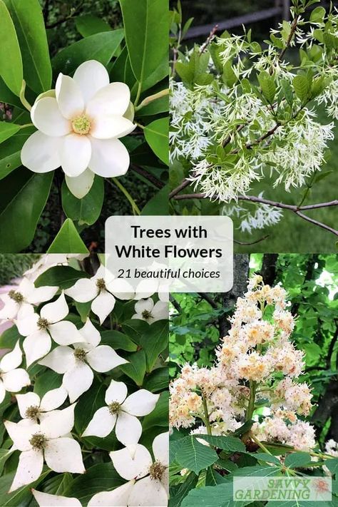 White is such a lovely color in the garden, and flowering trees can make a real statement. Meet 21 different trees with white flowers to add to your front yard or back. Each one flowers at a different time so you can have white blooms from very early spring to late in the season. #landscaping #gardening Bushes With White Flowers, Trees With White Flowers, Bush With White Flowers, Small Flowering Trees, White Flower Tree, Tree With White Flowers, White Blossom Tree, White Flowering Trees, Fringe Tree