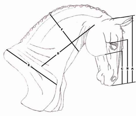 Drawing the horse, relative measurements of the horse, how to draw a horse head Easy Horse Drawing, Horse Head Drawing, Horse Head Sculpture, Metal Art Techniques, Panther Sculpture, Horse Art Drawing, Horse Sketch, Horse Anatomy, Head Sculpture