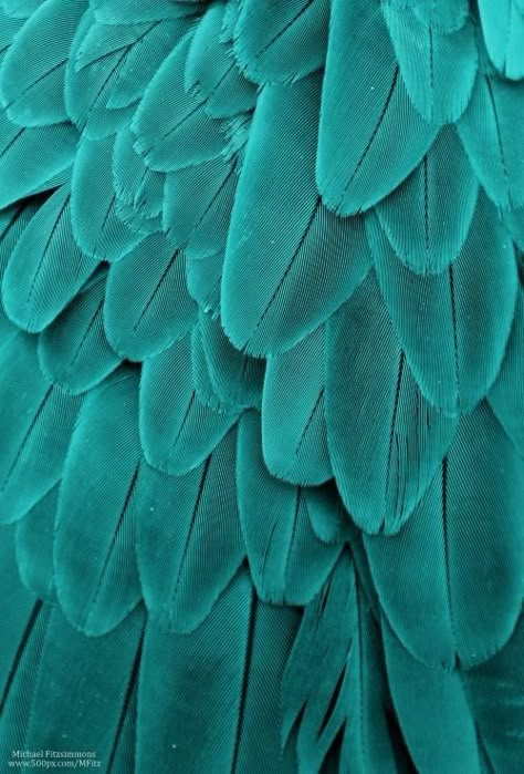 Turquoise Aesthetic, Macaw Feathers, Shades Of Turquoise, Aqua Turquoise, Aesthetic Colors, Aqua Green, Tiffany Blue, Green Turquoise, Green Aesthetic