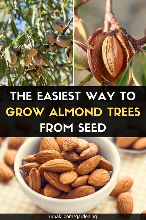 The almond belongs to the Rosaceae family (Rosaceae), so it is a relative of several well-known fruit trees. There are different types, from small ornamental shrubs (Prunus glandulosa) that are grown only for their beautiful flowers to medium-sized trees that produce edible nuts. It's not difficult to grow almond trees and harvest their nuts, as long as you have the right kind of climate and are armed with some critical growing tips. The almond tree produces its best crop of nuts when grown... Nut Trees Types Of, How To Grow Cashews, Growing Almond Trees, How To Grow Almonds, Growing Cashews, Landscape With Fruit Trees, Growing Almonds, Grow Almonds, Fruit Shrubs