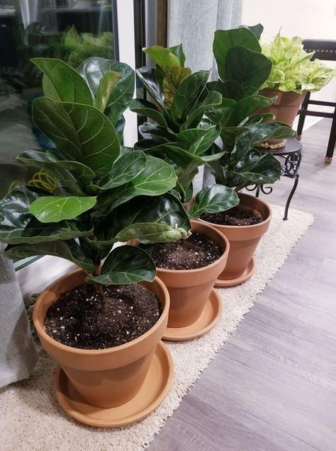 What is the difference between bambino and dwarf fiddle leaf figs? Learn more about small fiddle leaf figs and how best to care for them. Small Fiddle Leaf Plant, Mini Fiddle Leaf Fig, Plant Parenting, Fig Plant, Black Thumb, Fiddle Fig, Fiddle Leaf Fig Tree, House Deco, Plants Indoor