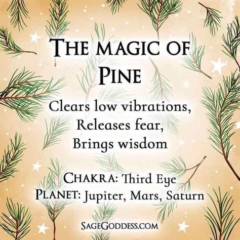 Pine Cone Magic, Pinecone Symbolism, Pine Magical Properties, Tree Spirituality, Herbalism 101, Herb Pantry, Tree Symbolism, Eco Therapy, Magical Trees