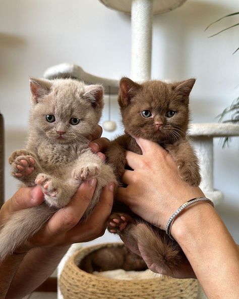 British Shorthair Kittens, Söt Katt, Image Chat, Cute Little Kittens, British Empire, Cute Cats Photos, Pretty Animals, Baby Kittens, Vision Boards