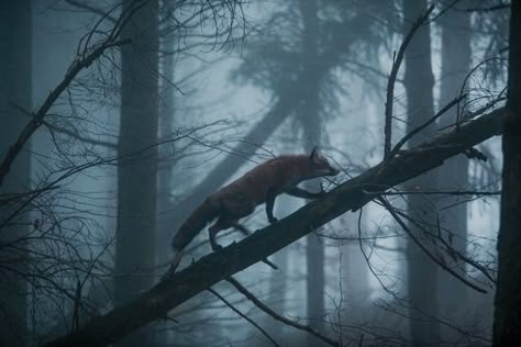 Dusca | The North Realm Black Forest Germany, The Black Forest, Image Nature, Foggy Forest, National Geographic Magazine, Fox Art, Red Fox, Black Forest, 귀여운 동물