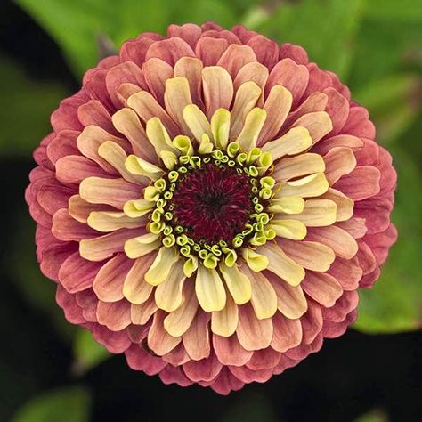 Zinnia garden