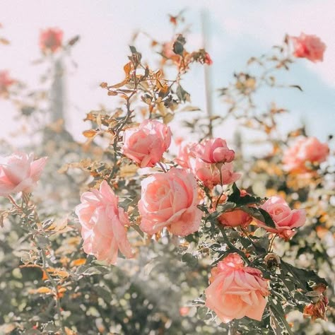 11:11 on Twitter: "… " Flowers Aesthetic, In The Garden, Pink Roses, The Garden, Roses, Flowers, Pink, Blue, White