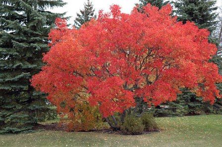 Amur maple can grow quite big if left largely unpruned for many years. Maple Tree Landscape, Amur Maple, Landscape Nursery, Christmas Landscape, Specimen Trees, Fence Landscaping, Ornamental Trees, Maple Tree, Garden Trees