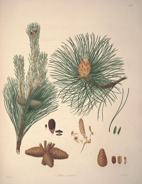 v. 1 - A description of the genus Pinus : - Biodiversity Heritage Library Pitch Pine, Types Of Christmas Trees, Foto Transfer, Plants Nature, Botanical Illustrations, Vintage Illustrations, Scientific Illustration, Plant Illustration, Old Book