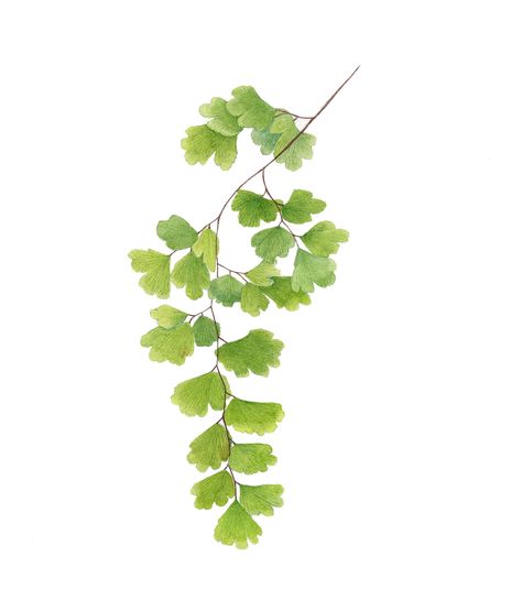 Southern maidenhair fern - WALTER Magazine Maiden Fern, Fern Illustration, Fern Images, Fern Tattoo, Maidenhair Fern, Desert Botanical Garden, Theme Nature, Fern Leaves, Watercolor Plants