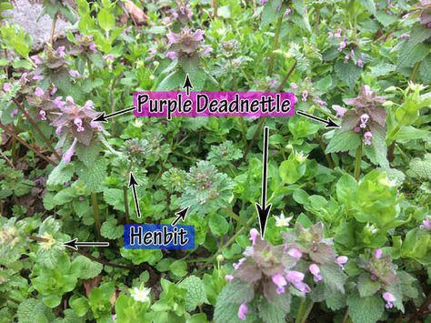 More than just weeds, henbit and purple deadnettle also have culinary and medicinal uses. Henbit Deadnettle Uses, Henbit Uses, Plantain Uses, Purple Deadnettle, Permaculture Orchard, Herbie The Love Bug, Herbs And Their Uses, Herb Uses, Goat Milk Recipes