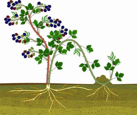 How to Propagate Plants by Layering with Minimal Work Vegetables In Buckets, Orchard Fruit Trees, Veggie And Fruit Garden, Fruit Shrubs, Blackberry Trellis, Greenhouse She Shed, Pruning Raspberries, Cottage Flower Garden, Raspberry Plant