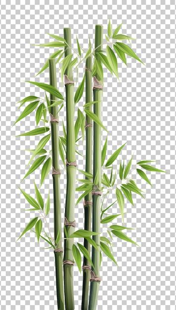 Bamboo Clipart, Foliage Background, Transparent Wallpaper, Plant Background, Background Green, Bamboo Garden, Vector Photo, Graphic Resources, Transparent Background