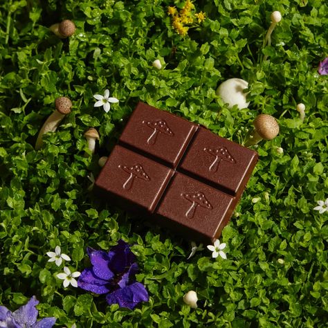 Alice Mushrooms sells chocolate treats using mushrooms combined with nootropics and adaptogens. - Read trustworthy reviews of Alice Mushrooms Mushroom Chocolate, Magnesium For Sleep, Calm Mind, Natural Caffeine, Sleep Cycle, Sleep Pattern, Healthy Sleep, Decadent Chocolate, Night Cap