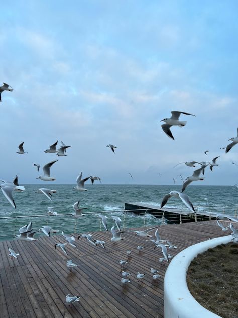 seagulls flying above the waves of the winter sea Sleeping In Your Car, Appeasement, Odessa Ukraine, Sea Lover, Summer Feeling, Odessa, Pretty Places, Graphic Poster, Beach Style