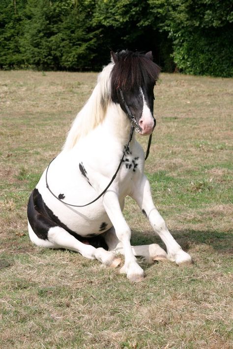 Pony Sitting Reference, Person Sitting On Horse Reference, Horse Sitting Down, Horse Bowing Down, Person On A Horse Reference, Horse Sitting Down Drawing, Horse Laying Down With Human, Horse Sitting, Piebald Horse