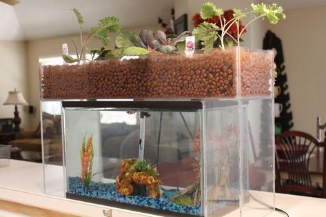 An early prototype of the Garden Indoor Aquaponics, Backyard Aquaponics, Aquaponics Plants, Aquaponics Fish, Aquaponics Diy, Aquarium Pump, Aquaponic Gardening, Aquaponics System, Fish Farming