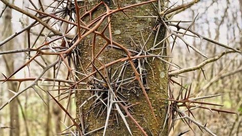 Honey Locust Tree, Locust Tree, City Tree, Tropical Africa, Honey Locust, Invasive Species, Unique Trees, Tall Plants, Ornamental Plants