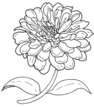 Zinnia Tattoo, Growing Zinnias, Brooklyn Botanic Garden, Master Board, Zinnia Flowers, Floral Drawing, Botanic Garden, Plant Illustration, Latest Trend