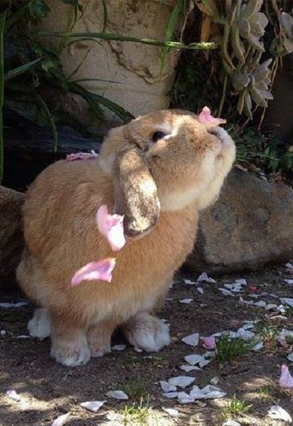 A bunny with a petal on its little nose.   One of life's precious moments Skibidi Sigma, Random Vibes, Nosara, Baby Bunnies, White Rabbit, Cute Creatures, Reference Photos, Cute Little Animals, Funny Animal