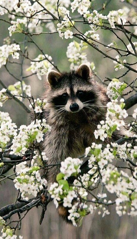 Pet Raccoon, Animals Amazing, Cute Raccoon, Raccoon Funny, Trash Panda, Pet Fashion, Silly Animals, Racoon, Amazing Animals