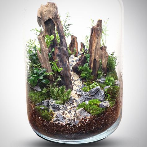 #terrarium #moss #terrascape #nature #ecosystem #theurbannemophilist Dragon Stone Terrarium, Slate Terrarium, Bioactive Terrarium, Terrarium Design, Terrarium Scene, Terrarium Moss, Large Terrarium, Unique Jars, Open Terrariums