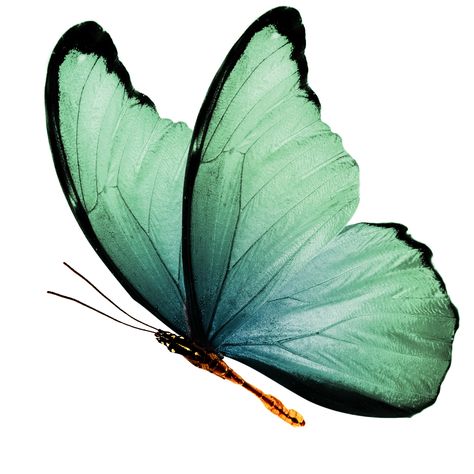 Blue Side View Butterfly Beautiful Wings, Butterfly Art Painting, Beautiful Butterflies Art, Butterfly Drawing, Haiwan Peliharaan, Butterfly Painting, Green Butterfly, Butterfly Watercolor, Butterfly Wallpaper