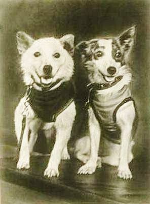 Russian Space dogs Strelka & Belka in 1960 Soviet Space Dogs, Belka And Strelka, Laika Dog, Space Dogs, Space Hero, Space Animals, Space Dog, Russian History, Picture Story