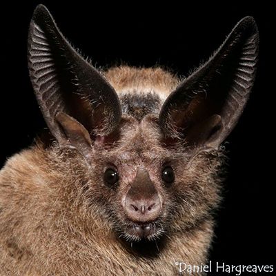 Leaf Nosed Bat, Creepy Island, Bat Photography, Wolf Bat, Bat Reference, Doll Creature, Halloween Bones, Bugs Drawing, Bat Photos