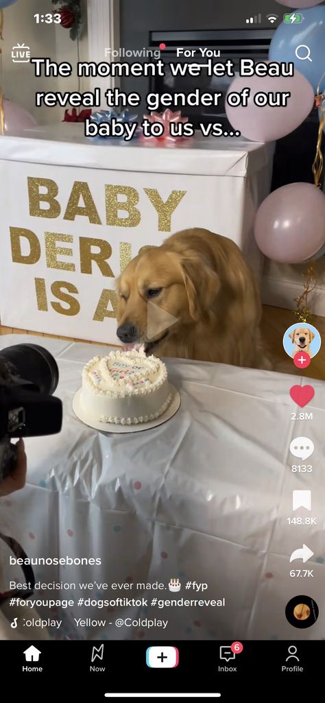 Dog Friendly Cake, Gender Reveal Outfit, Maternity Photoshoot Outfits, Dog Photoshoot, Dog Cakes, Baby Planning, Gender Reveal Cake, Dog Cake, Baby Gender Reveal