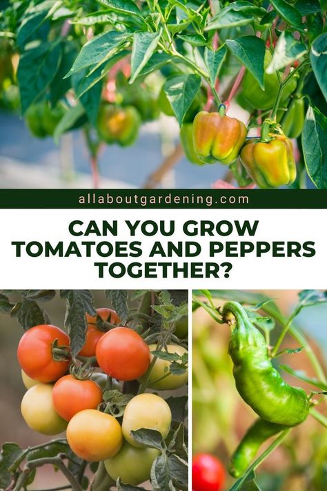 Can you grow Tomatoes and Peppers next to one another in a successful garden? Come here to find out more! Tomatoes And Peppers Garden, How To Grow Green Peppers, Bell Peppers Growing, Growing Capsicum, Growing Green Peppers, Canning Hot Peppers, Pepper Companion Plants, Hot Peppers Plants, Planting Tomatoes