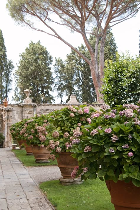 Hydrangea Potted, Backyard Graduation Party, Landscaping Backyard, Italy Villa, Cottage Garden Plants, Patio Backyard, Italian Garden, Garden Backyard, Mediterranean Garden