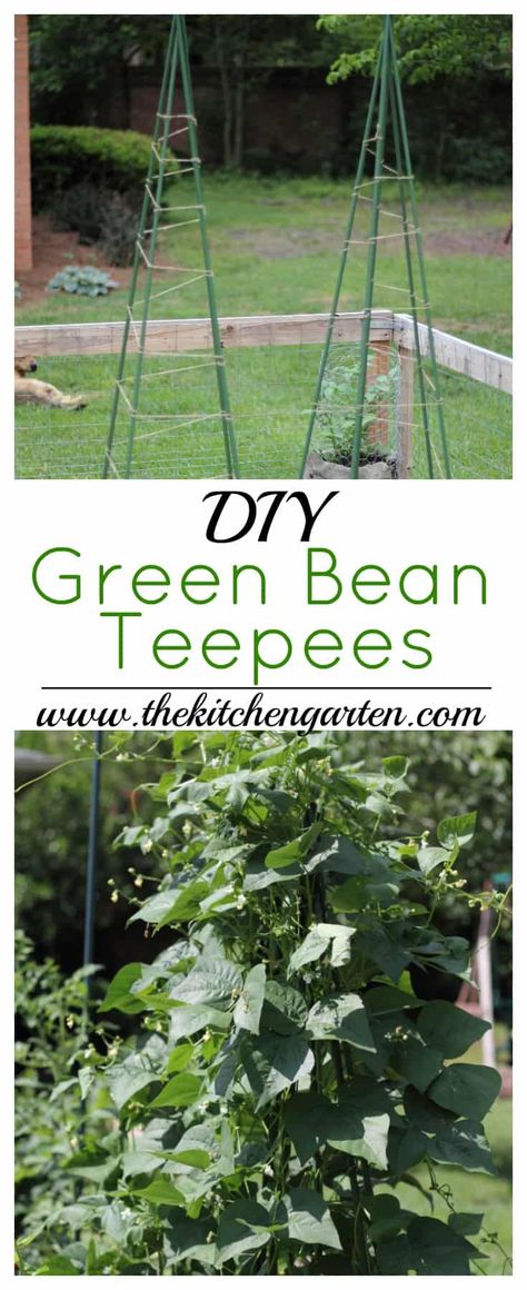 Green Bean Trellis, Green Beans Garden, فاصوليا خضراء, Bean Trellis, Teepee Trellis, Bean Garden, Growing Green Beans, Vertical Vegetable Gardens, Vertical Vegetable Garden