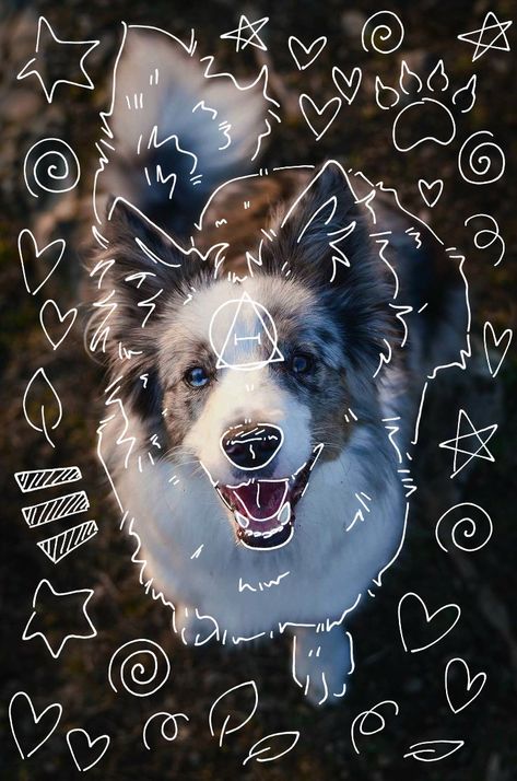 Brown Border Collie, Fox Background, Cool Black Wallpaper, White Border Collie, Animal Tails, Fox Pictures, Silly Cats Pictures, Border Collie Dog, Animal Masks