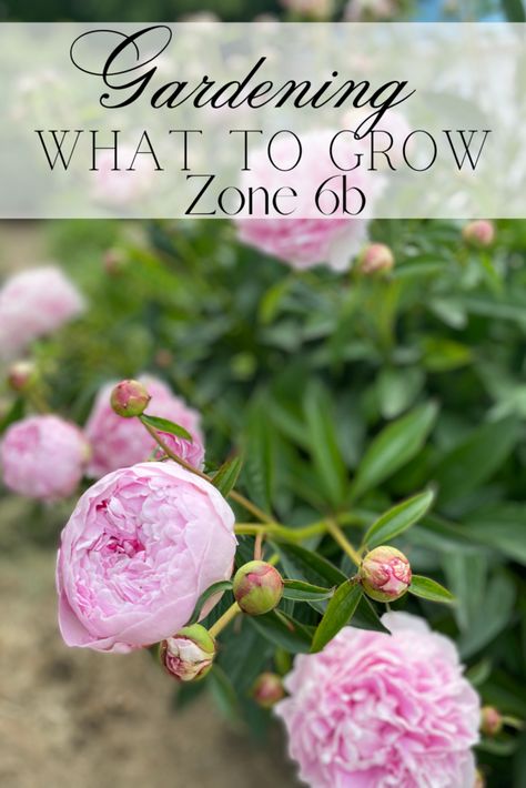 Perrenials For Zone 6b, 6b Gardening Zone Flowers, Perennial Herbs In Zone 6, Zone 6 Garden Plan, Zone 6b Fall Planting, How To Create A Flower Garden, Zone 5b Flower Garden, Zone 6b Perennials, Zone 6 Flowers