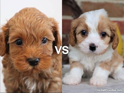 Mini Cockapoo, Crockett Doodles, Puppy Facts, Cavapoo Puppy, Mini Bernedoodle, Cockapoo Puppies, Cavapoo Puppies, Doodle Puppy, Mini Poodles