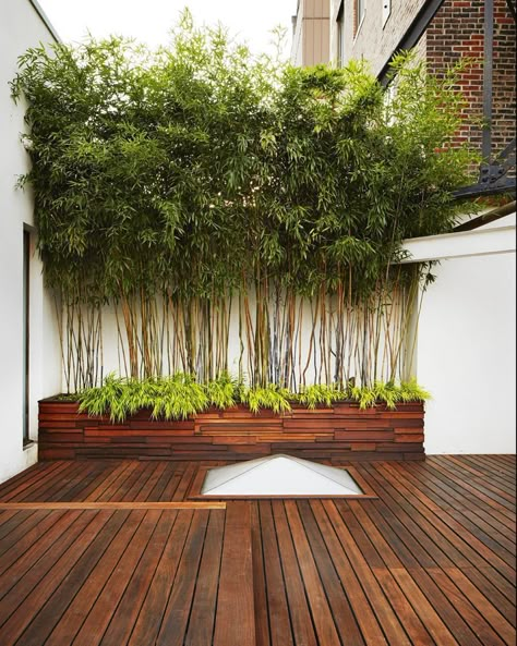 A gorgeous idea for your garden - why not try planting dwarf Bamboo and full size Bamboo together. For example, you can choose our Dwarf Greenstripe Bamboo and Golden Crookstem Bamboo. We think it looks amazing, wouldn't you agree? Wall Hanging Plants Indoor, Urban Garden Design, Bamboo In Pots, Pinterest Garden, Hanging Plants Indoor, Bamboo Garden, Walled Garden, Garden Architecture, Rooftop Garden