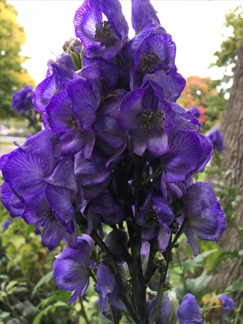 Monk head, wolfsbane Wolfsbane Flower, Potion Cabinet, Poisonous Flowers, Fav Flower, Object Reference, Favourite Flowers, Purple Garden, Flowers For You, Favorite Flowers