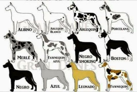 Great Dane Family | Perfect shoot | Facebook Great Dane Growth Chart, Blue Great Dane Puppies, Harlequin Great Dane Puppy, Grey Great Dane, Great Dane Colors, Brindle Great Dane, Great Dane Names, Blue Great Danes, Cane Corsos