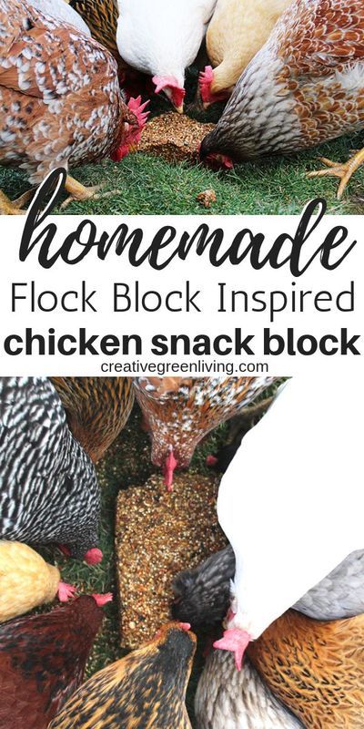 How to make a DIY flock block for chickens - An easy recipes for winter treats or feeding all year long! These homemade chicken treats are the perfect way to spoil your backyard hens with safe foods and grains. #creativegreenliving #chickenkeeping #chicke Homemade Chicken Treats, Chicken Feed Recipe, Organic Chicken Feed, Flock Block, Recipes For Winter, Chicken Flock, Suet Cakes, Chicken Snacks, Chicken Treats